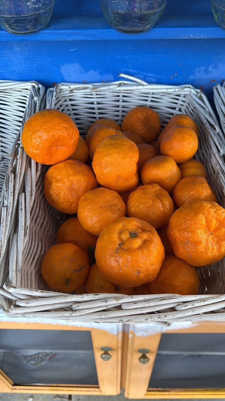Citrus Citrus