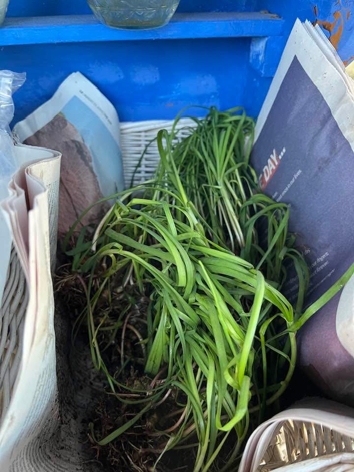 Garlic Chives Chives